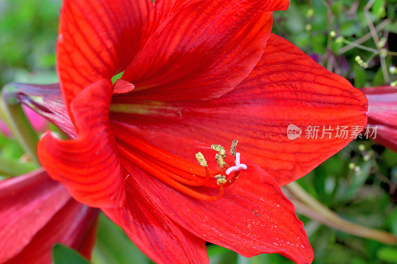 孤挺花/ Hippeastrum